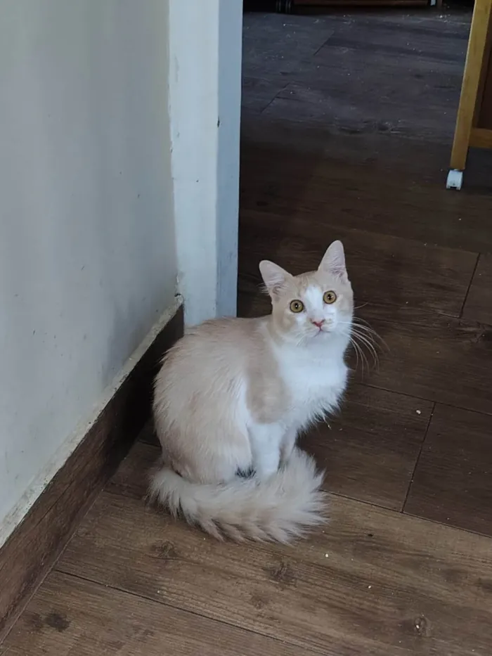 Gato ra a SRD-ViraLata idade 2 anos nome Pudim