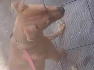 Cachorro raça SRD-ViraLata idade 2 anos nome Marlon