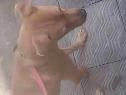 Cachorro raça SRD-ViraLata idade 2 anos nome Marlon