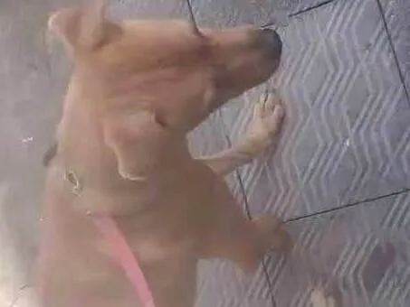 Cachorro ra a SRD-ViraLata idade 2 anos nome Marlon