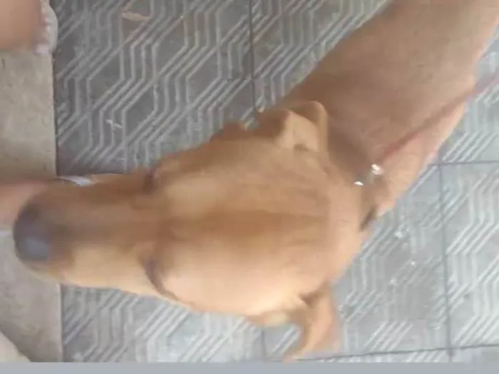 Cachorro ra a SRD-ViraLata idade 2 anos nome Marlon