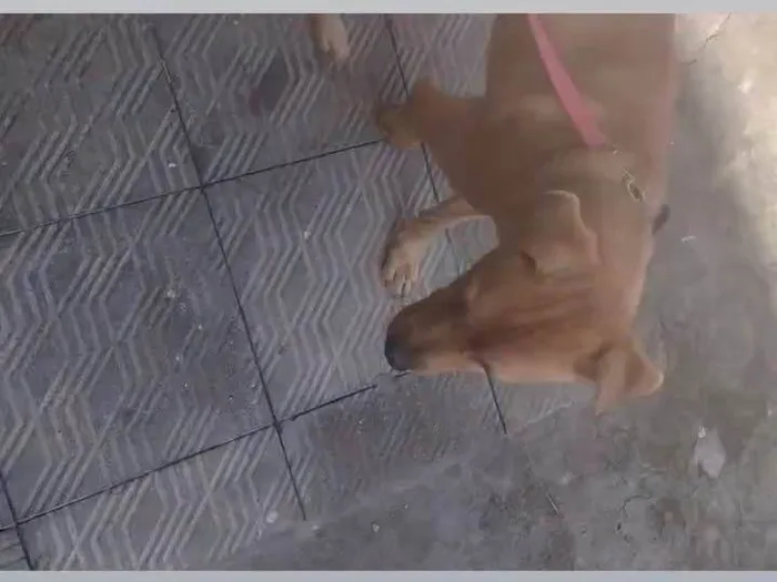 Cachorro ra a SRD-ViraLata idade 2 anos nome Marlon