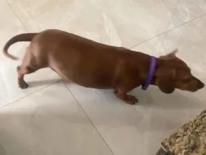 Cachorro raça Shitzu idade 3 anos nome Nina