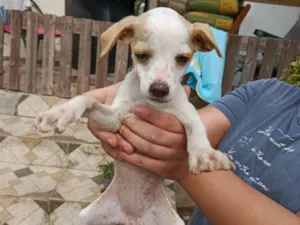 Cachorro raça SRD-ViraLata idade 2 a 6 meses nome Sem