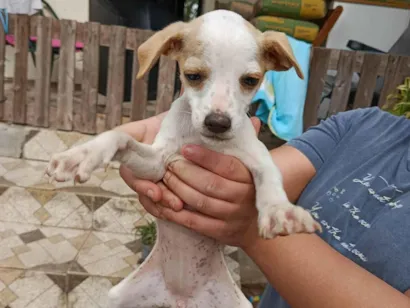Cachorro raça SRD-ViraLata idade 2 a 6 meses nome Sem