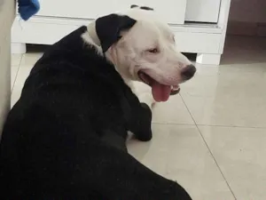 Cachorro raça Pit-Bull idade 1 ano nome Biorne 