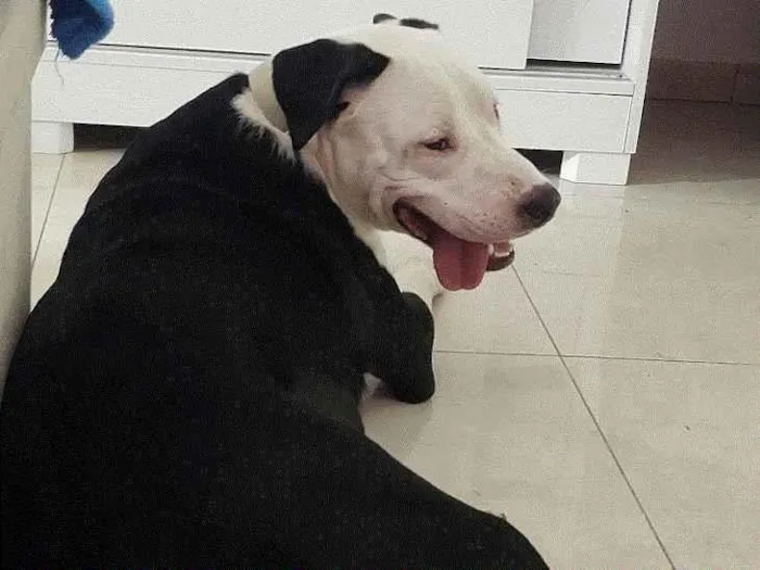 Cachorro ra a Pit-Bull idade 1 ano nome Biorne 