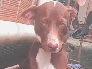 Cachorro raça SRD-ViraLata idade 1 ano nome Penélope 