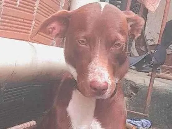 Cachorro ra a SRD-ViraLata idade 1 ano nome Penélope 