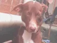 Penélope