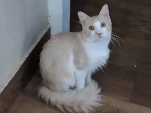Gato raça SRD-ViraLata idade 2 anos nome Pudim