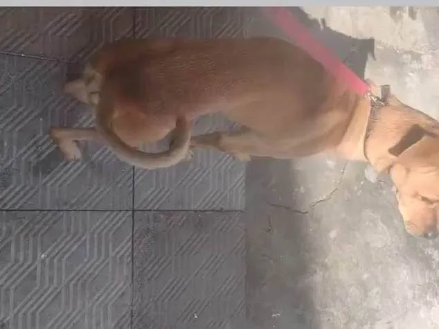 Cachorro ra a SRD-ViraLata idade 2 anos nome Marlon