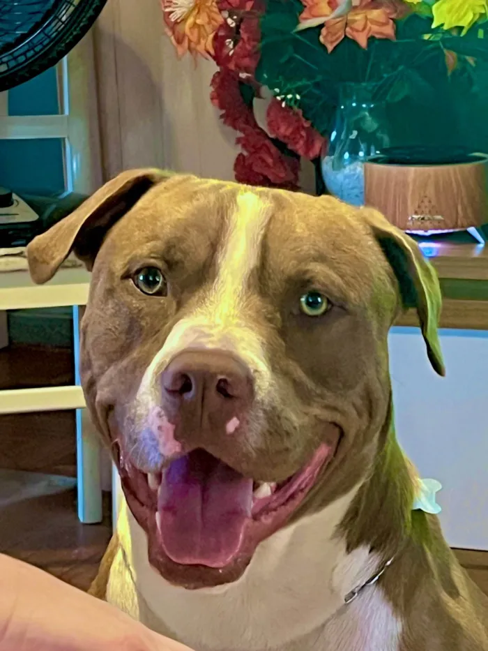 Cachorro ra a Pit-Bull idade 1 ano nome Luke 