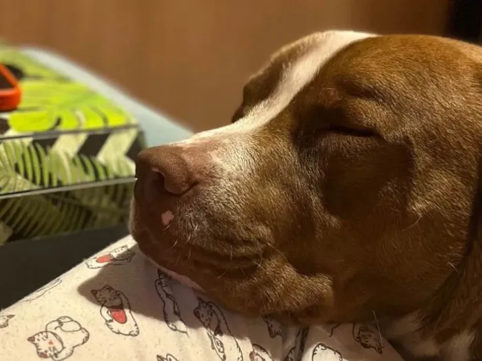 Cachorro ra a Pit-Bull idade 1 ano nome Luke 