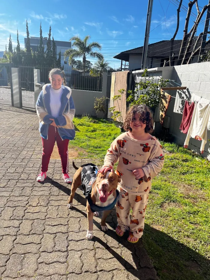 Cachorro ra a Pit-Bull idade 1 ano nome Luke 