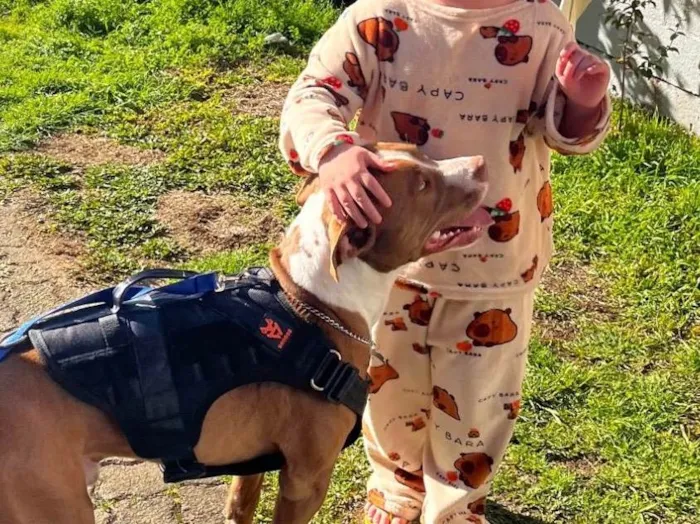 Cachorro ra a Pit-Bull idade 1 ano nome Luke 