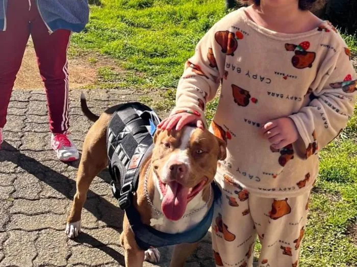 Cachorro ra a Pit-Bull idade 1 ano nome Luke 