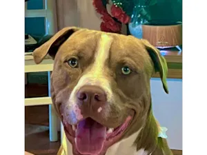Cachorro raça Pit-Bull idade 1 ano nome Luke 