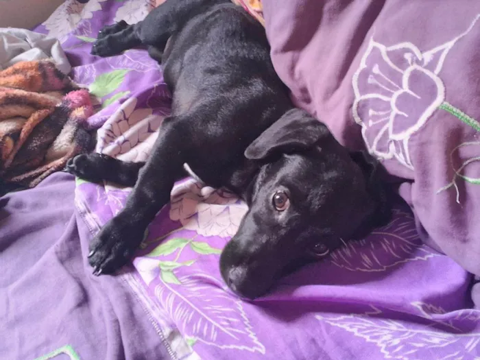 Cachorro ra a SRD-ViraLata idade Abaixo de 2 meses nome Pretinho