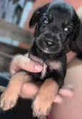 Pretinho