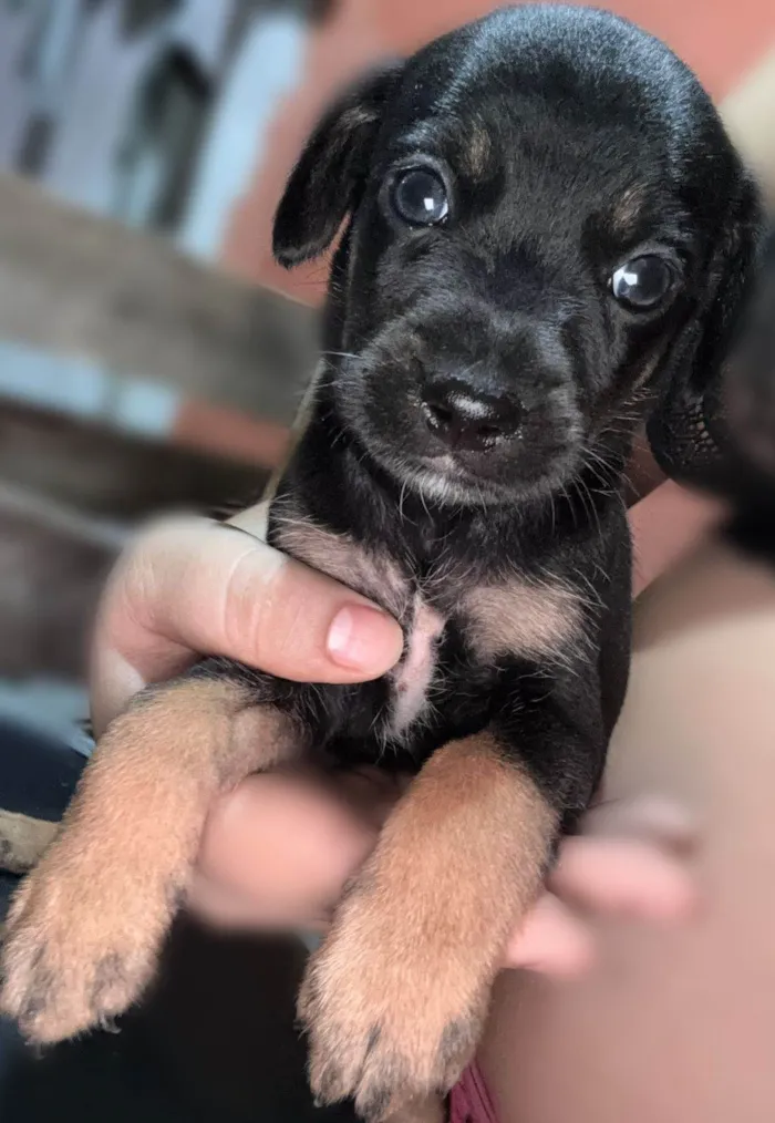 Cachorro ra a SRD-ViraLata idade Abaixo de 2 meses nome Pretinho
