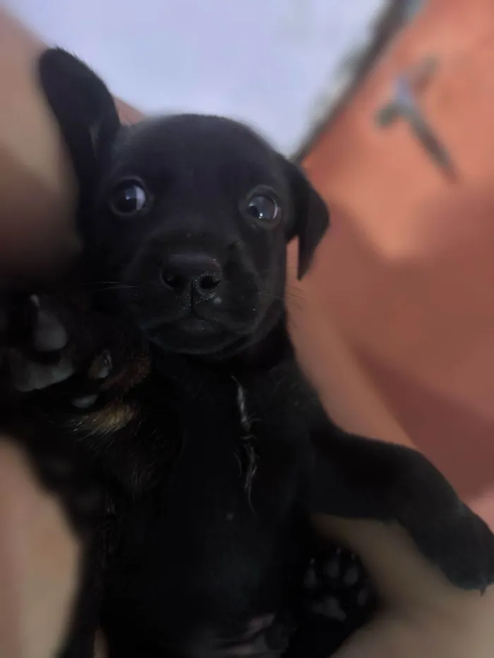 Cachorro ra a SRD-ViraLata idade Abaixo de 2 meses nome Pretinho