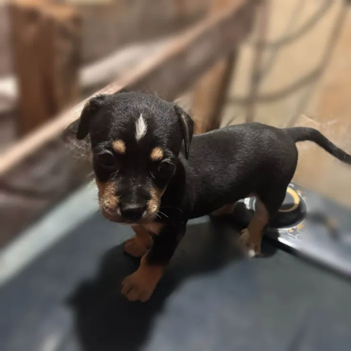 Cachorro ra a SRD-ViraLata idade Abaixo de 2 meses nome Pretinho