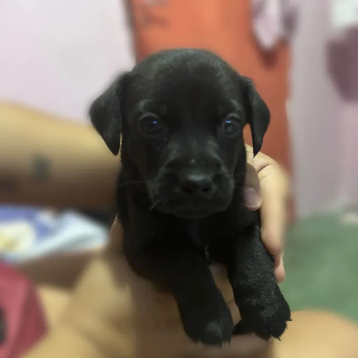 Cachorro ra a SRD-ViraLata idade Abaixo de 2 meses nome Pretinho