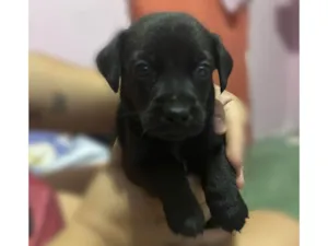 Cachorro raça SRD-ViraLata idade Abaixo de 2 meses nome Pretinho