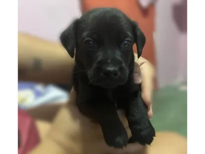 Cachorro raça SRD-ViraLata idade Abaixo de 2 meses nome Pretinho
