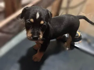 Cachorro raça SRD-ViraLata idade Abaixo de 2 meses nome Pretinho