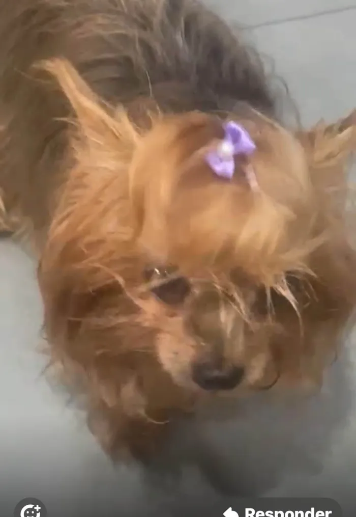 Cachorro ra a Yorkshire idade 6 ou mais anos nome Nina