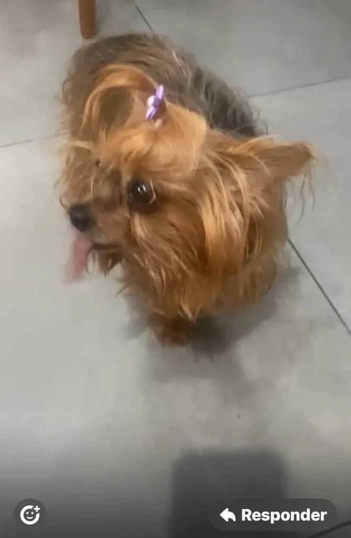 Cachorro ra a Yorkshire idade 6 ou mais anos nome Nina