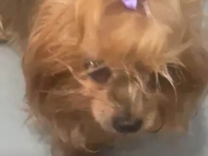 Cachorro raça Yorkshire idade 6 ou mais anos nome Nina 