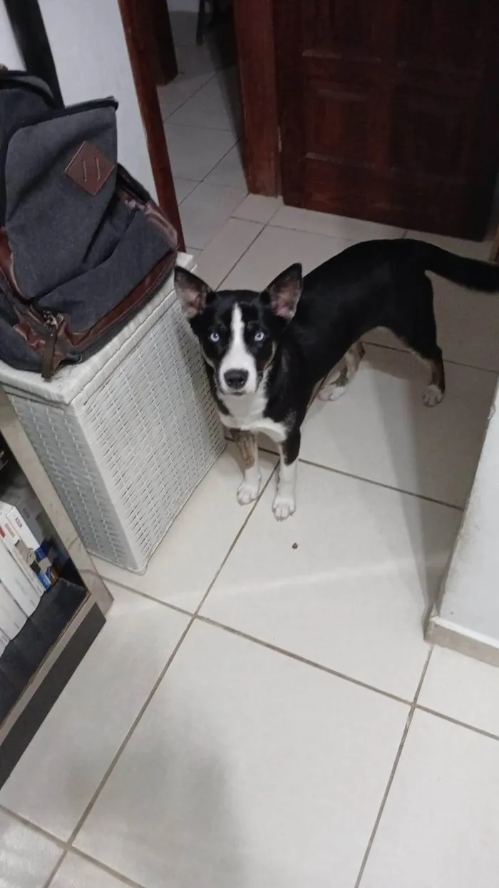 Cachorro ra a Husky Siberiano idade 7 a 11 meses nome Nala
