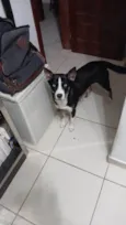 Nala