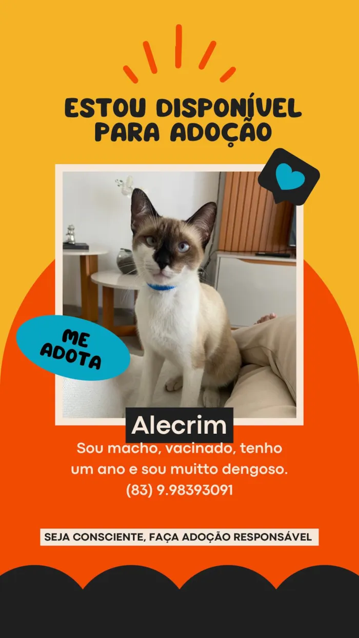 Gato ra a Siamês idade 1 ano nome Alecrim 
