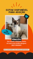 Alecrim