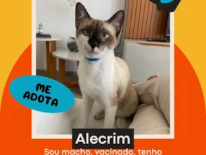 Gato raça Siamês idade 1 ano nome Alecrim 