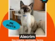 Alecrim