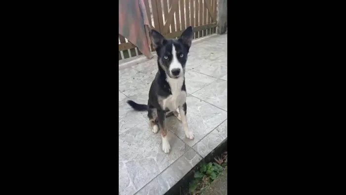 Cachorro ra a Husky Siberiano idade 7 a 11 meses nome Nala