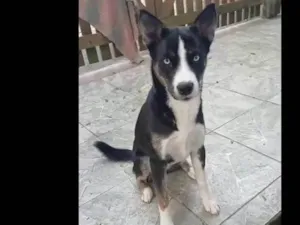 Cachorro raça Husky Siberiano idade 7 a 11 meses nome Nala