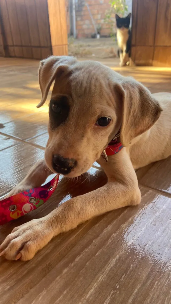 Cachorro ra a SRD-ViraLata idade 2 a 6 meses nome Jujuba