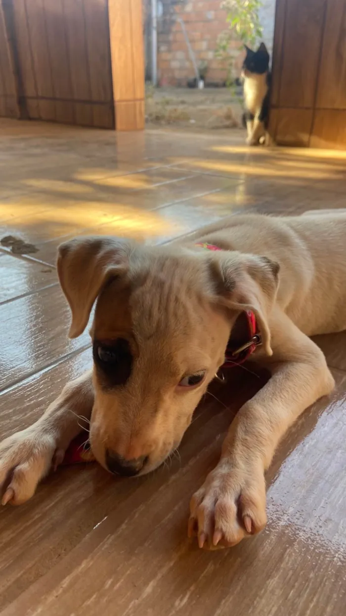 Cachorro ra a SRD-ViraLata idade 2 a 6 meses nome Jujuba