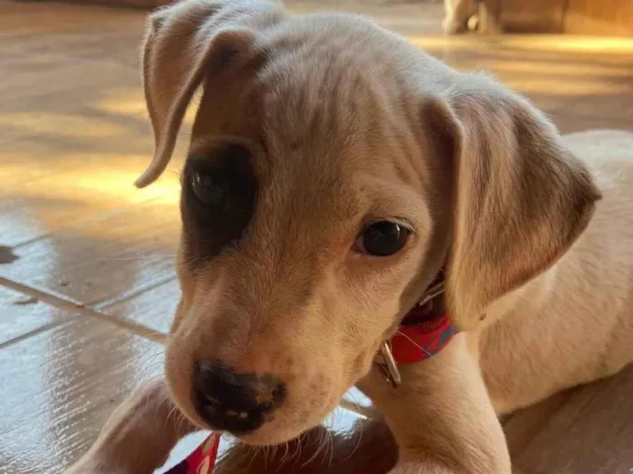 Cachorro ra a SRD-ViraLata idade 2 a 6 meses nome Jujuba