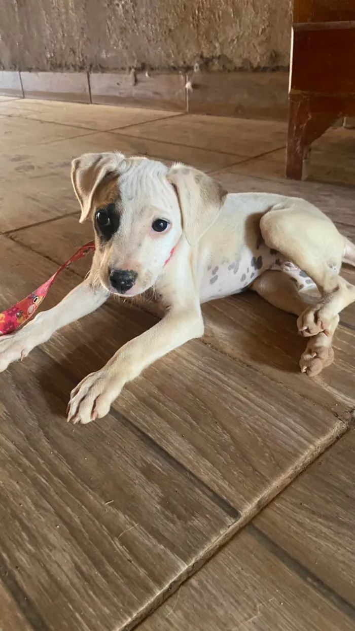 Cachorro ra a SRD-ViraLata idade 2 a 6 meses nome Jujuba
