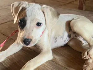 Cachorro raça SRD-ViraLata idade 2 a 6 meses nome Jujuba