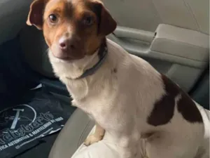 Cachorro raça SRD-ViraLata idade 1 ano nome Chico 