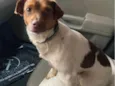 Chico