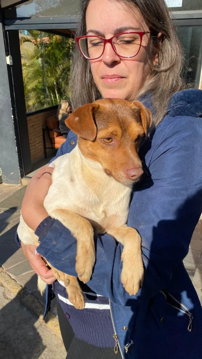 Cachorro ra a SRD-ViraLata idade 1 ano nome Chico 
